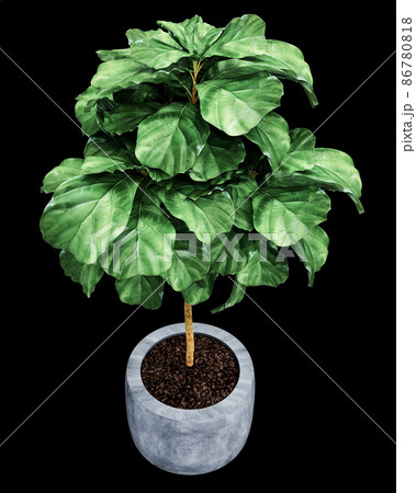 Ficus Lyrata isolated on background Ficus Lyrata isolated on background 86780818