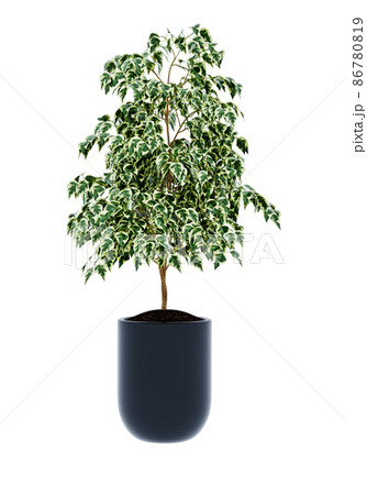 Ficus benjamina isolated on  background  Ficus benjamina isolated on  background  86780819