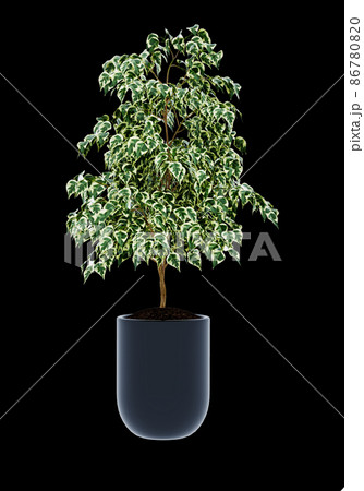 Ficus benjamina isolated on  background  86780820