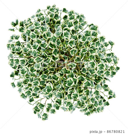 Ficus benjamina isolated on  background  Ficus benjamina isolated on  background  86780821
