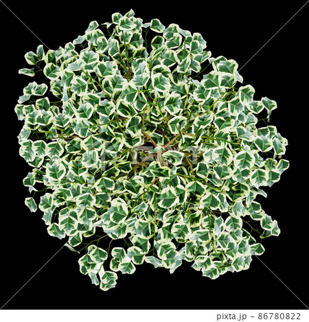 Ficus benjamina isolated on  background  Ficus benjamina isolated on  background  86780822