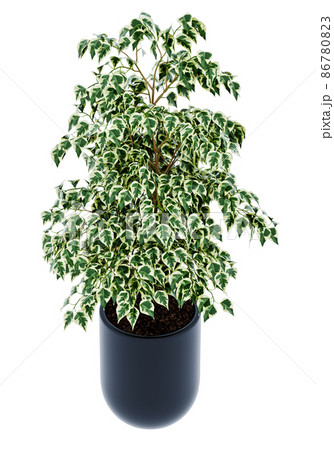 Ficus benjamina isolated on  background  86780823