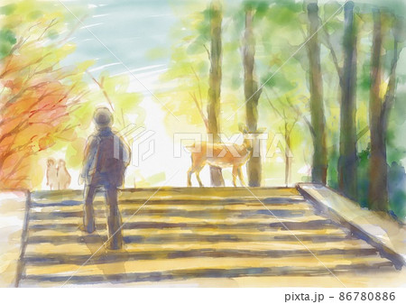 奈良公園の鹿 奈良公園の鹿 86780886