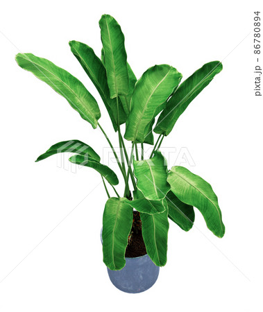 banana palm isolated on  background  86780894