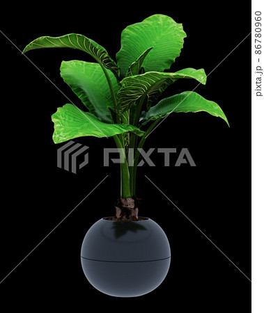 Alocasia macrorrhiza isolated on background Alocasia macrorrhiza isolated on background 86780960