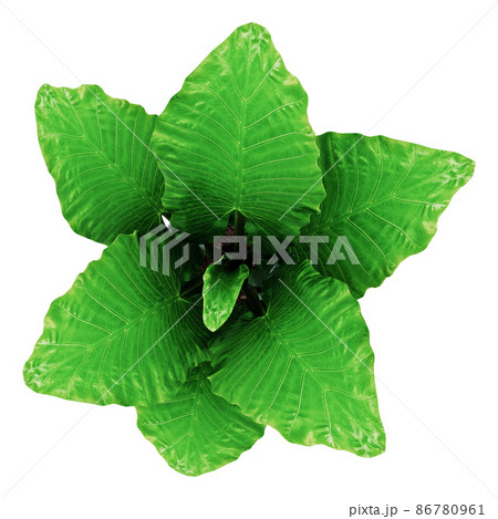 Alocasia macrorrhiza isolated on background  86780961