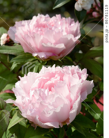 冬ぼたん 冬ぼたん 86781119