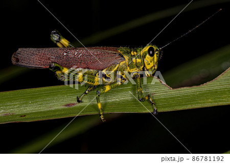 Adult Soldier Grasshopper Adult Soldier Grasshopper 86781192