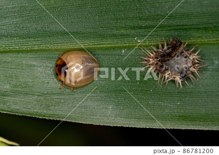 teneral stage Scale-feeding Lady Beetle teneral stage Scale-feeding Lady Beetle 86781200