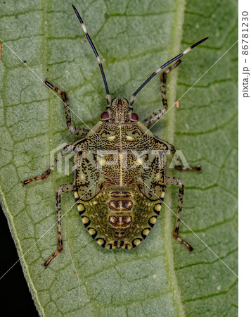 Stink bug Nymph 86781230