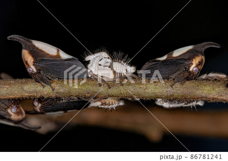Adults and nymphs of Typical Treehoppers insects 86781241