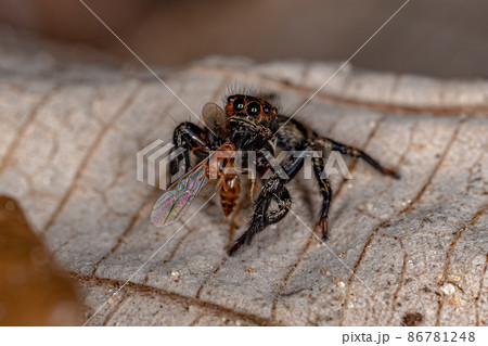Small jumping spider preying on a adult female twing ant queen 86781248
