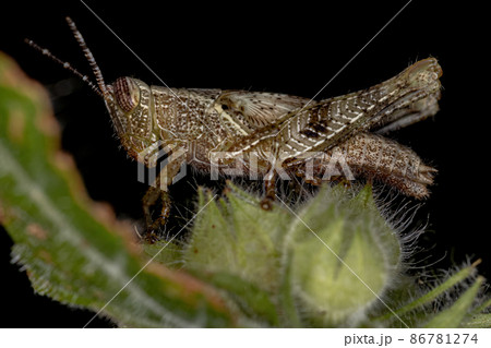 Short-horned Grasshopper Nymph Short-horned Grasshopper Nymph 86781274