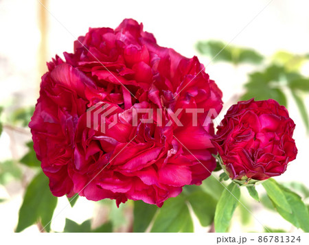 冬ぼたん 冬ぼたん 86781324