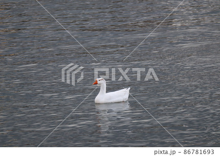 1羽の白いガチョウの泳ぐ水面の湖の風景 86781693