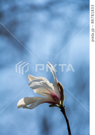 青空と白いコブシの花 青空と白いコブシの花 86781833