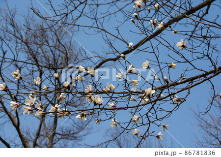青空と白いコブシの花 86781836