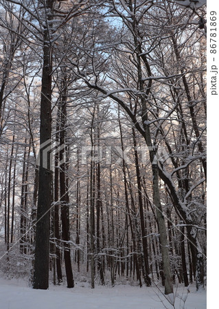 積雪森の朝 86781869