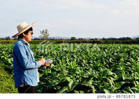 Asian horticulture geneticist is working on local tobacco farm to store data of planting, cultivar development and plant diseases in the afternoon, soft and selective focus. 86781873