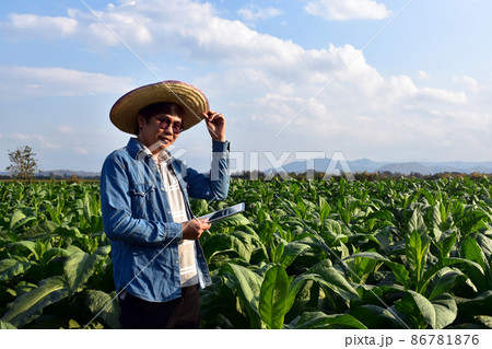 Asian horticulture geneticist is working on local tobacco farm to store data of planting, cultivar development and plant diseases in the afternoon, soft and selective focus. 86781876