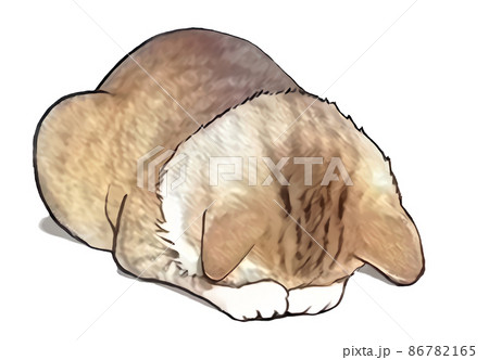 謝罪ねこ 86782165
