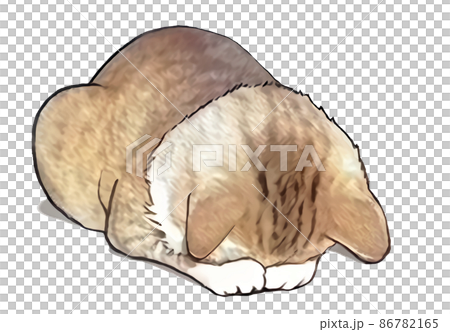 Apology cat 86782165