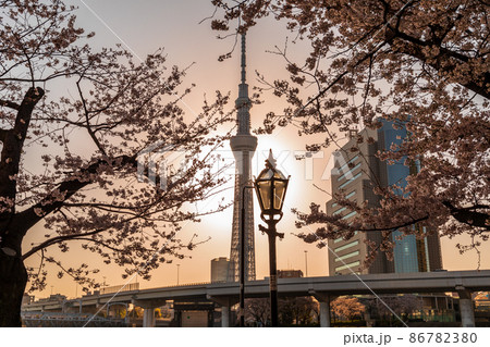 東京都 桜が満開の墨田公園から望む朝日と東京スカイツリーの写真素材