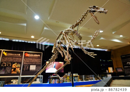 甑ミュージアム恐竜化石等準備室のヴェロキラプトルの化石 86782439