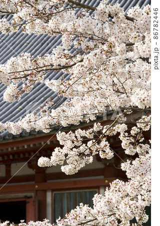 春の盛り 86782446