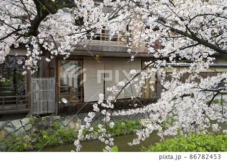 春の祇園白川 86782453