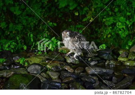 知床など北海道道東の森に住む絶滅危惧種で天然記念物の世界最大のフクロウ、シマフクロウ 知床など北海道道東の森に住む絶滅危惧種で天然記念物の世界最大のフクロウ、シマフクロウ 86782704