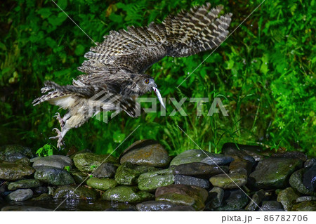 知床など北海道道東の森に住む絶滅危惧種で天然記念物の世界最大のフクロウ、シマフクロウ 知床など北海道道東の森に住む絶滅危惧種で天然記念物の世界最大のフクロウ、シマフクロウ 86782706