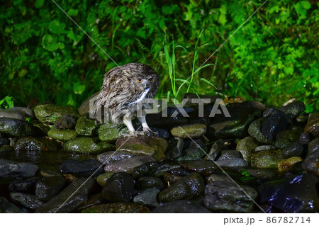 知床など北海道道東の森に住む絶滅危惧種で天然記念物の世界最大のフクロウ、シマフクロウ 86782714
