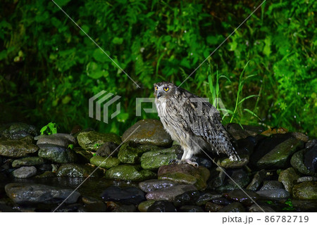 知床など北海道道東の森に住む絶滅危惧種で天然記念物の世界最大のフクロウ、シマフクロウ 86782719