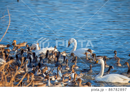 コハクチョウ オナガガモとオオバンの群れ 食餌争い 越辺川 白鳥飛来地 川島町 コハクチョウ オナガガモとオオバンの群れ 食餌争い 越辺川 白鳥飛来地 川島町 86782897
