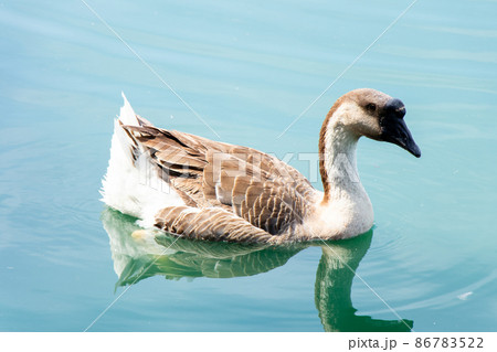 Brown white color goose swimming in lake background 86783522
