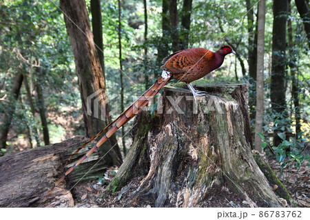 軽井沢や日光等の山地の森に住む日本固有の美しい野鳥ヤマドリ 86783762