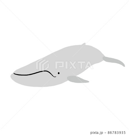 クジラ シロナガスクジラ のイラスト素材