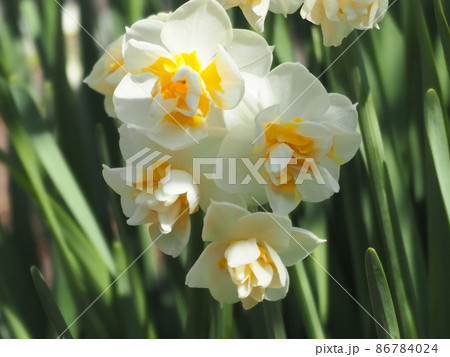 水仙 水仙 86784024