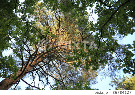 The tops of pine trees in the sunny summer light. High quality photo The tops of pine trees in the sunny summer light. High quality photo 86784127