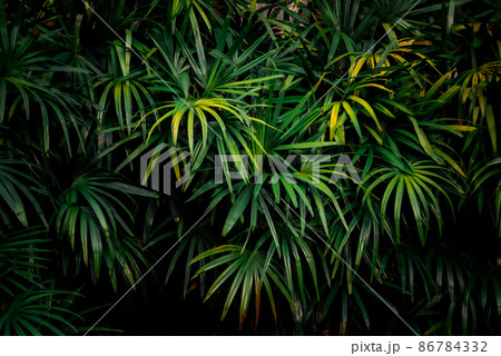 Leaves in the forest Beautiful nature background of vertical garden with tropical green leaf Leaves in the forest Beautiful nature background of vertical garden with tropical green leaf 86784332