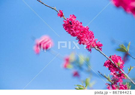 紅色の桃の花を青空を背景にクローズアップして写す 86784421