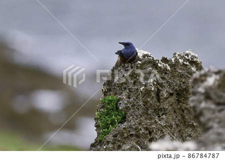 沖縄の海岸から都心や横浜の街中で見られる、赤と青が鮮やかで美しい身近な小鳥イソヒヨドリ 86784787
