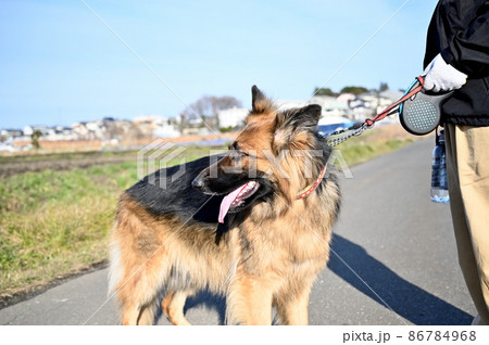 大型犬の散歩 シェパードの写真素材