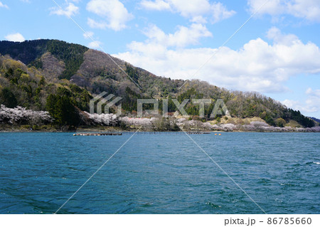 海津大崎　桜　滋賀県 86785660