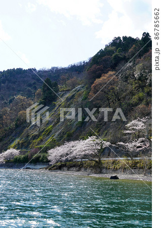 海津大崎　桜　滋賀県 86785662