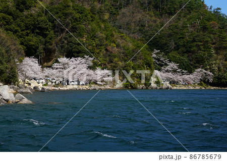 海津大崎　桜　滋賀県 86785679