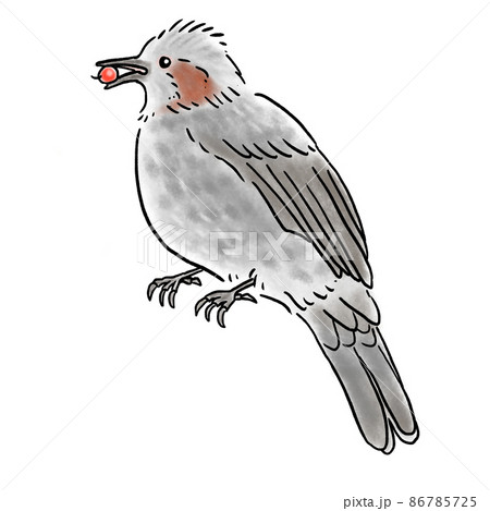 赤い実を食べる可愛いヒヨドリ 日本の野鳥シリーズのイラスト素材