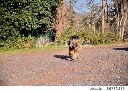 枝を咥えて向かってくる大型犬 シェパード 枝を咥えて向かってくる大型犬 シェパード 86785836