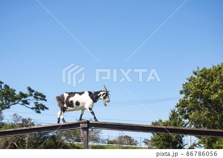 牧場でノビノビと暮らす動物 牧場でノビノビと暮らす動物 86786056